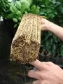 Rotation Of Citrus Pot Roots
